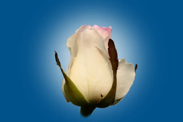 Rosebud sobre un fondo azul — Foto de Stock