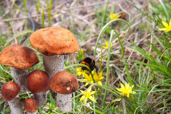 stock image Leccinum aurantiacum