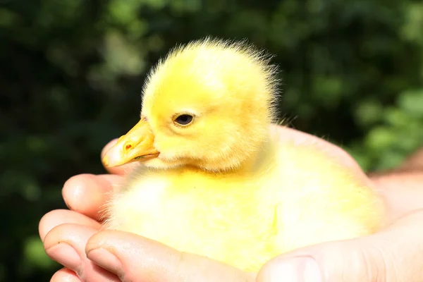 Pequena gosling — Fotografia de Stock