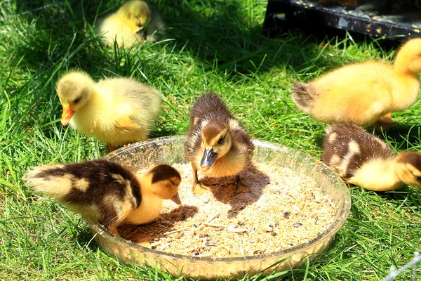 Little wild ducklings — Stock Photo, Image
