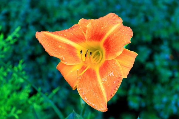 Portakal çiçeği lily — Stok fotoğraf
