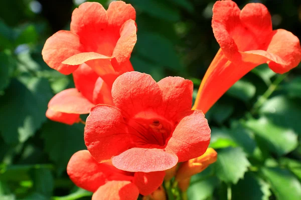 stock image Flower