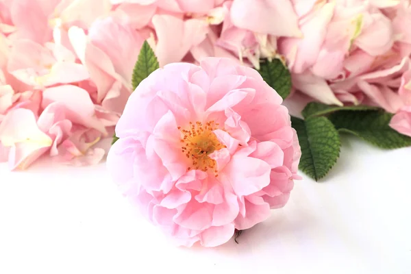 Herbata rose — Zdjęcie stockowe