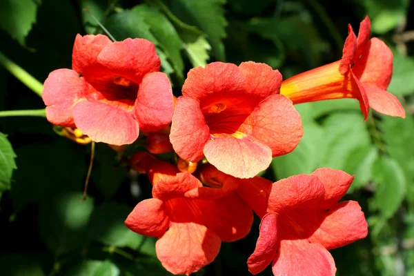 Stock image Flower