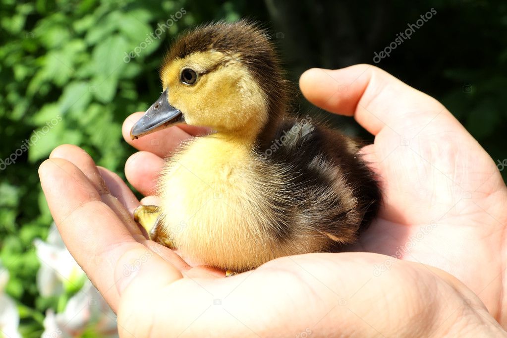 Small wild duck