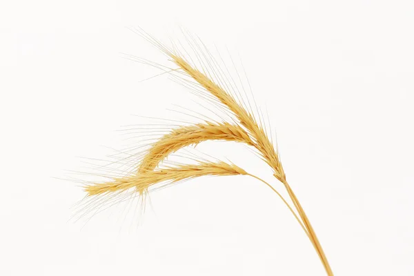 Spikelets of wheat in the snow — Stock Photo, Image