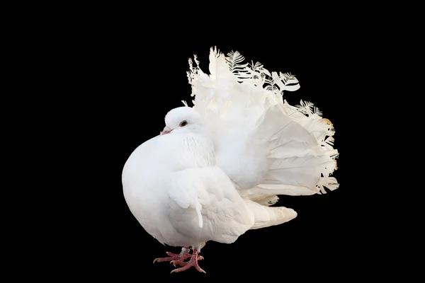 stock image Dove peacock