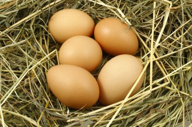 Eggs in the nest clipart