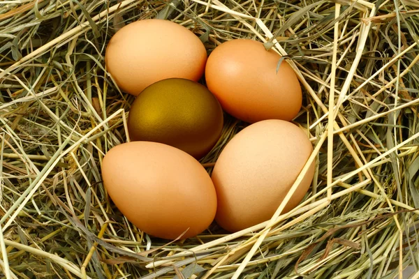 Yuvadaki yumurtalar — Stok fotoğraf