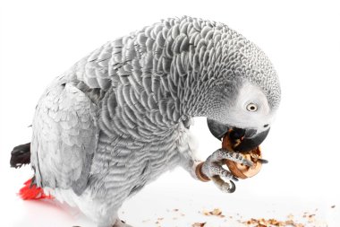 African Grey Parrot clipart