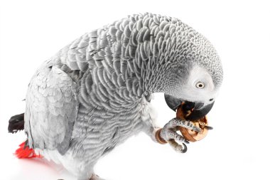 Gray parrot Jaco eating walnuts clipart