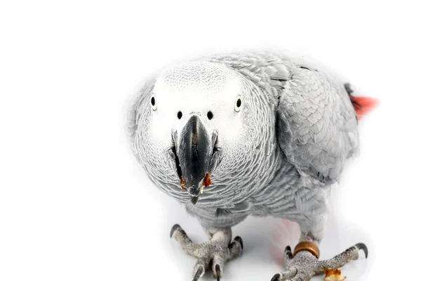 Gray parrot Jaco eating walnuts — Stock Photo, Image