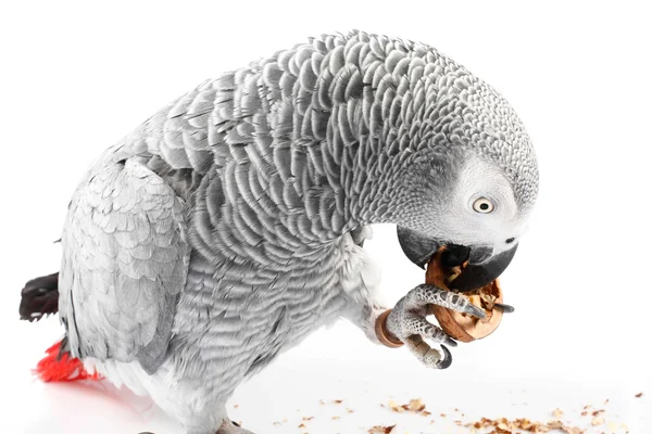 African Grey Parrot