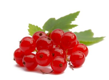 Red currant clipart