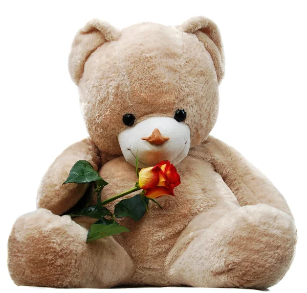 Medvěd s růží — Stock fotografie