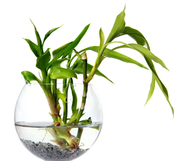 stock image Bamboo sprouts in a glass vessel