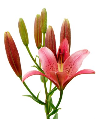 Kaplan Lily