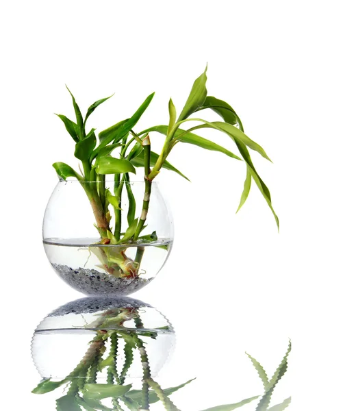 stock image Bamboo sprouts in a glass vessel