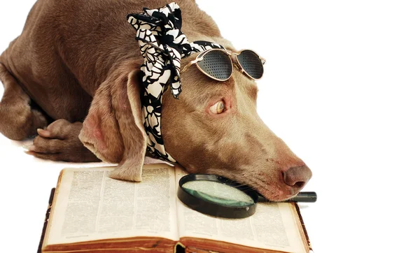 O cão tem um resto depois da leitura de livro — Fotografia de Stock