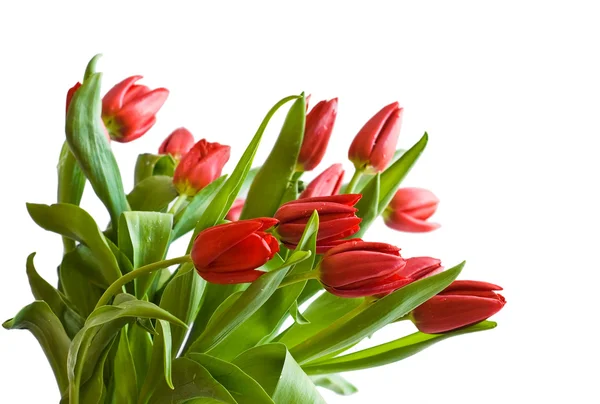 Ramo de los tulipanes —  Fotos de Stock