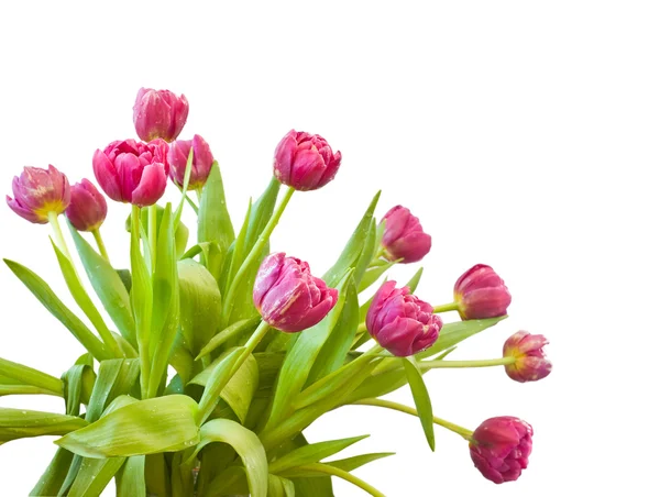 Strauß der Tulpen — Stockfoto