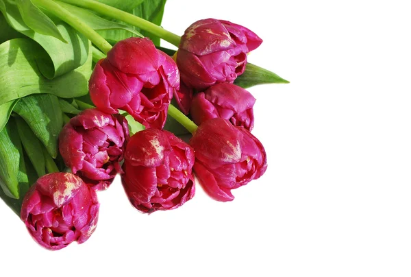 Ramo de los tulipanes —  Fotos de Stock