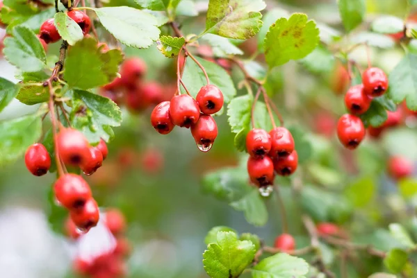 Stock image Red beries