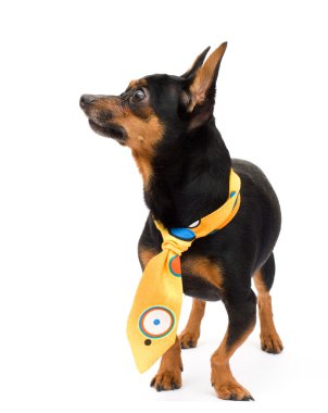 moda köpek izole portresi