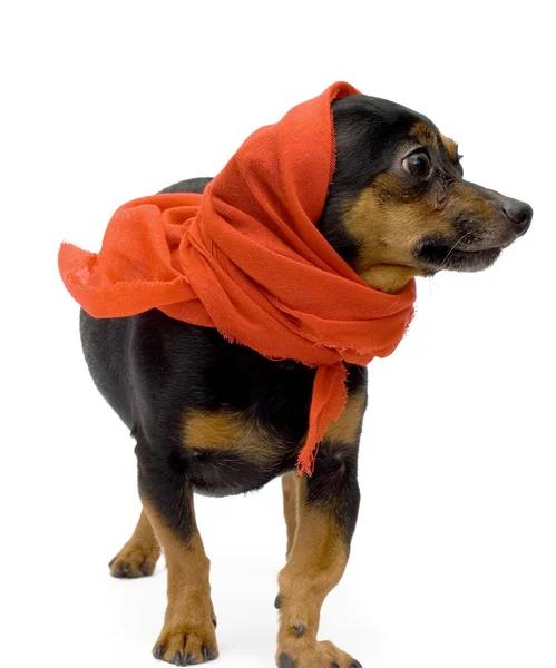 Retrato de cachorro engraçado com sh vermelho — Fotografia de Stock