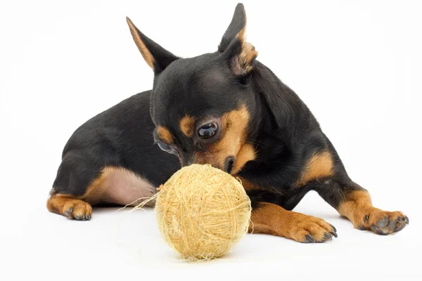 Perro pequeño con una madeja de hilos de oro —  Fotos de Stock