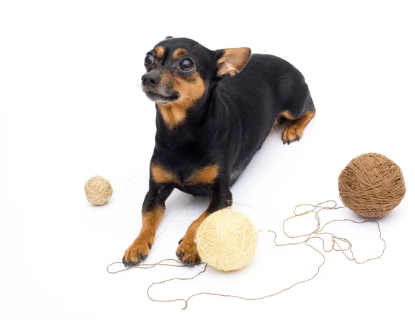 Pequeno cão e hanks oh threads — Fotografia de Stock