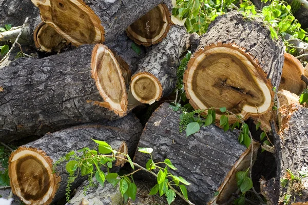 stock image Heap of stumps