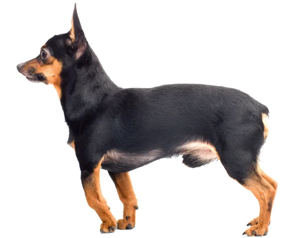 Llitle 웃 긴 강아지 — 스톡 사진