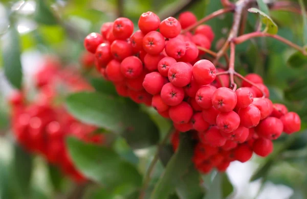 stock image Red beries