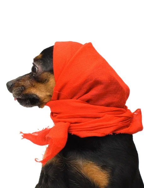 빨간 headscarf로 웃 긴 강아지의 초상화 로열티 프리 스톡 사진