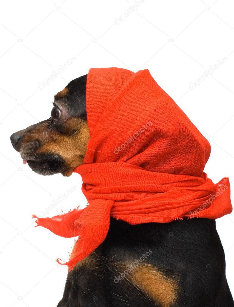 Portrait of funny dog with red headscarf