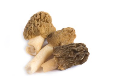 morels