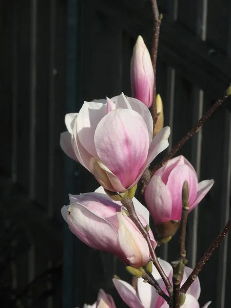 Bloemen van de lente — Stockfoto