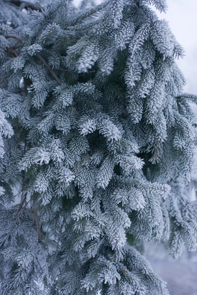 Icescaped blue fir — Stock Photo, Image