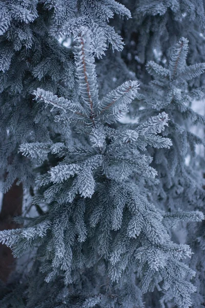 Icescaped blue fir — Stock Photo, Image