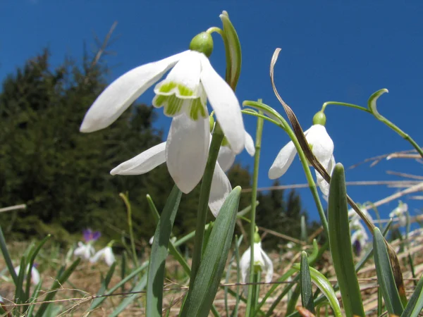 Stock image Spring in mountain