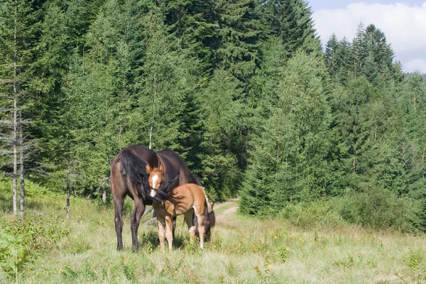 stock image Foal