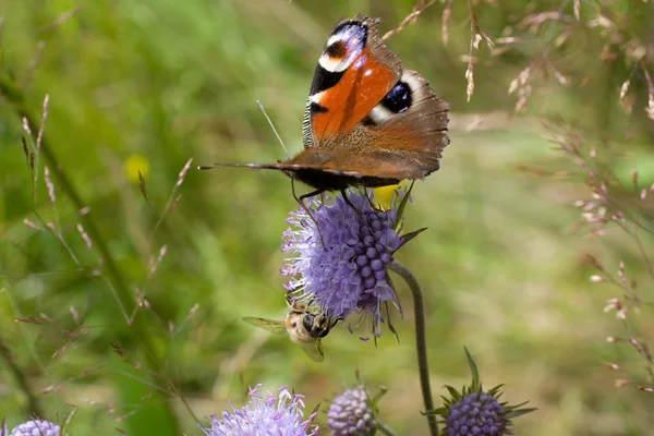 stock image Butterfly