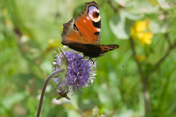 stock image Butterfly