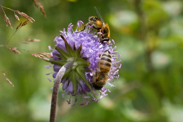 Bees at work — Stock Photo, Image