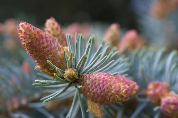 Blossom of fir-tree — Stock Photo, Image