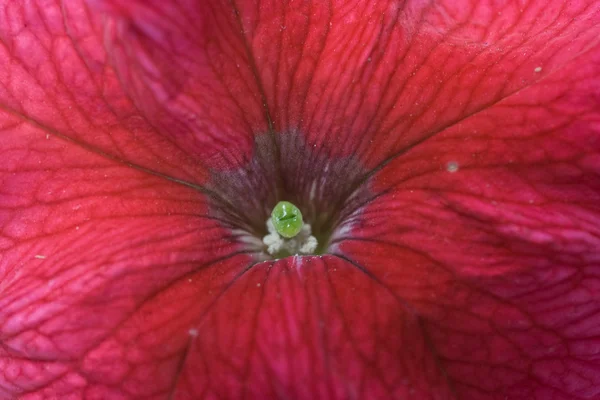 Röd petunia — Stockfoto