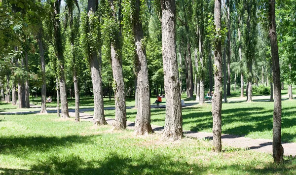 stock image Park at summer