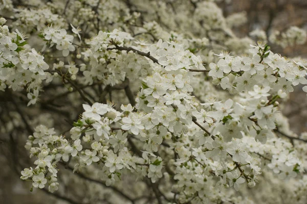Ukrainian cherry blossom Ліцензійні Стокові Фото