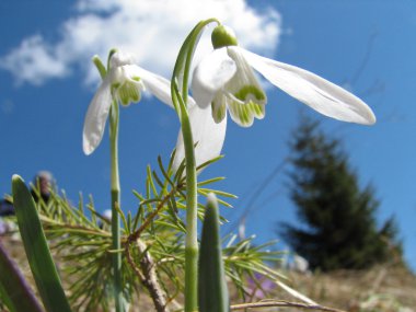 Dağda bahar